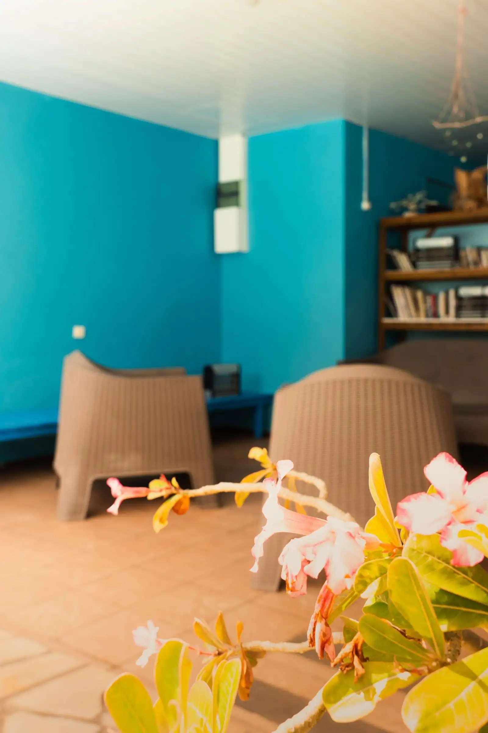 Pension terrace with potted plants, yellow flowers and a turquoise wall
